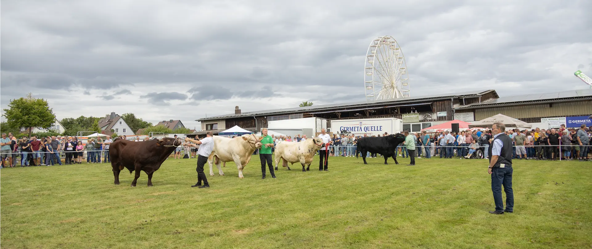 Bullen werden beim Viehauftrieb präsentiert vor Publikum.